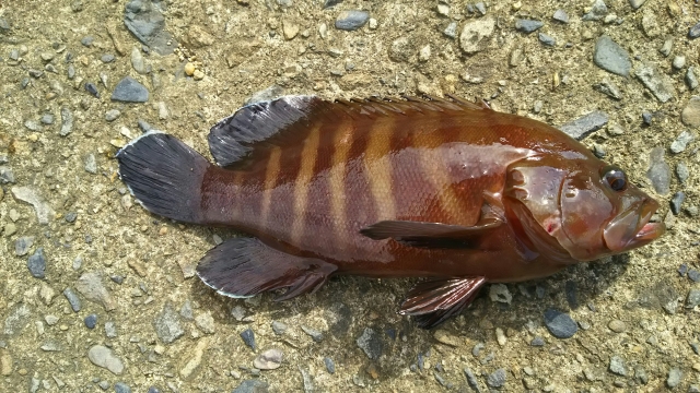 Nhkうまい 幻の高級魚 マハタ 学生レシピまとめ 宇和島市