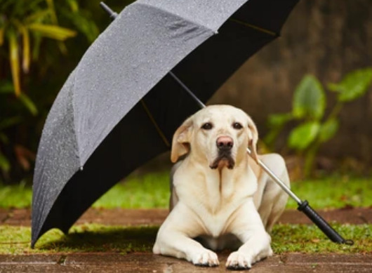 傘で雨宿りする犬