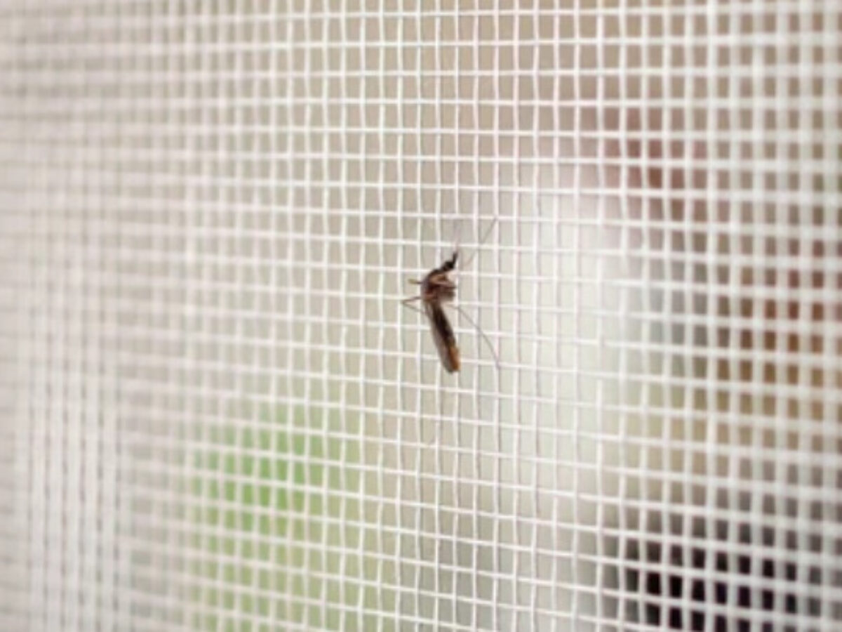 あさイチまとめ 蚊 コバエ 夏の虫対策